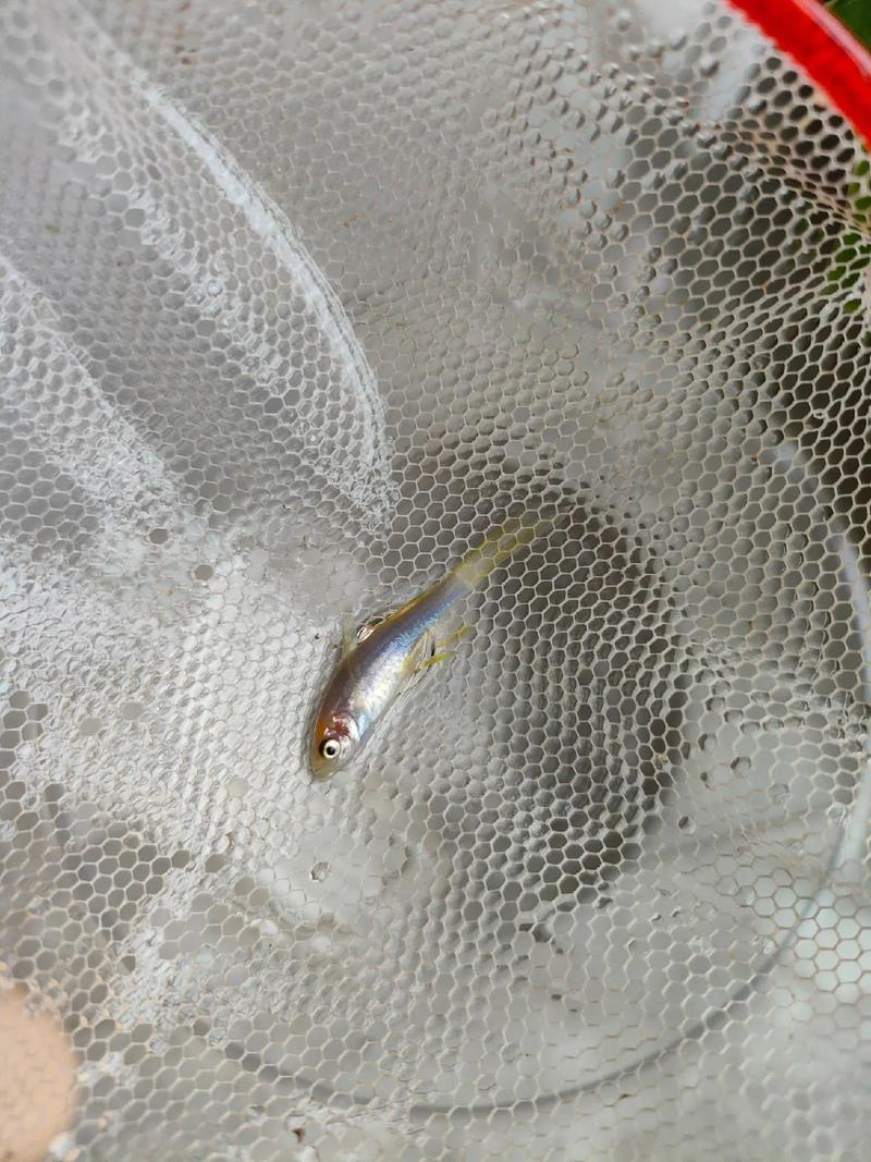 斑马鱼一换水就死光（分批换水温差≤2℃滴流注水观察24小时）