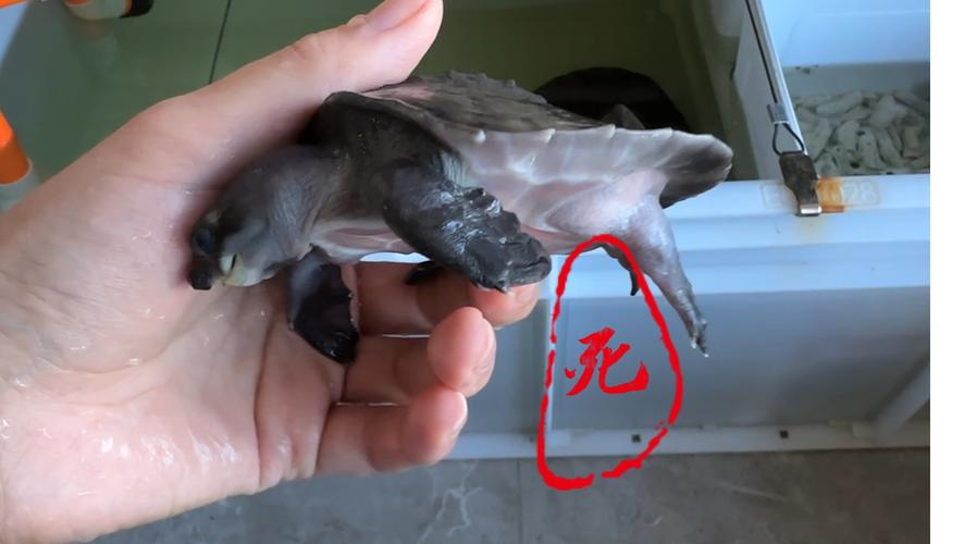 猪鼻龟能养吗(猪鼻龟濒危,别私养,参与保护与科普)