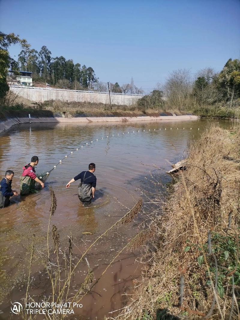 鱼塘没有活水不打氧鱼能活吗(死水塘改造成高效鲫鱼养殖场提升溶氧与控密度) 鱼塘没有活水不打氧鱼能活吗(死水塘改造成高效鲫鱼养殖场提升溶氧与控密度)