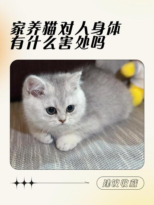 猫咪知道人类在养它吗（猫眼照顾来自日常细节与静默陪伴建立信任）
