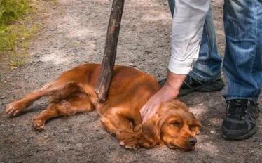 狗被暴打后会忘记吗（正向训练与专业引导帮它重建信任）