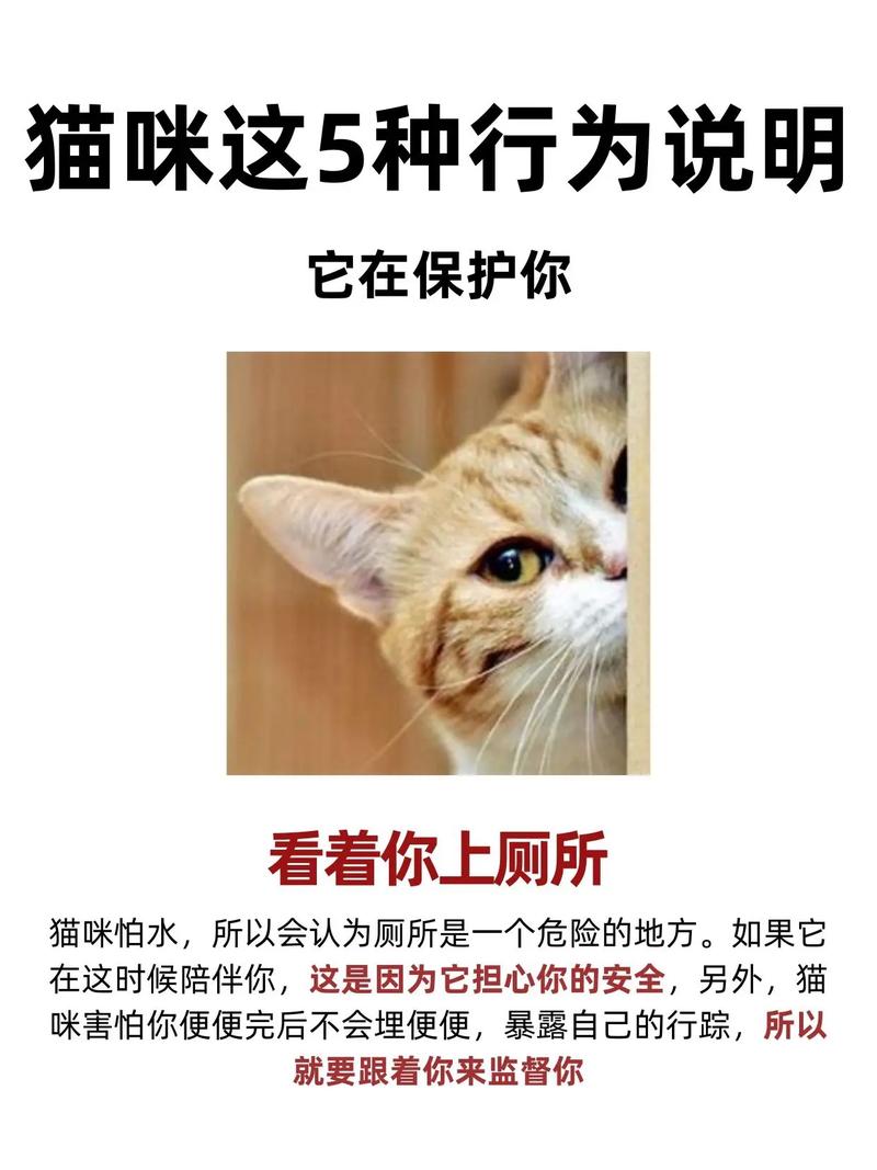 猫知道是人在养它吗(猫的智力等同2-4岁人类,靠气味识人并固定作息)