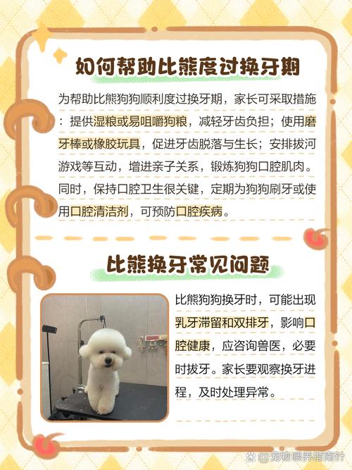 中型犬幼犬什么时候开始换门牙（中型犬幼犬换牙时间与护理要点）