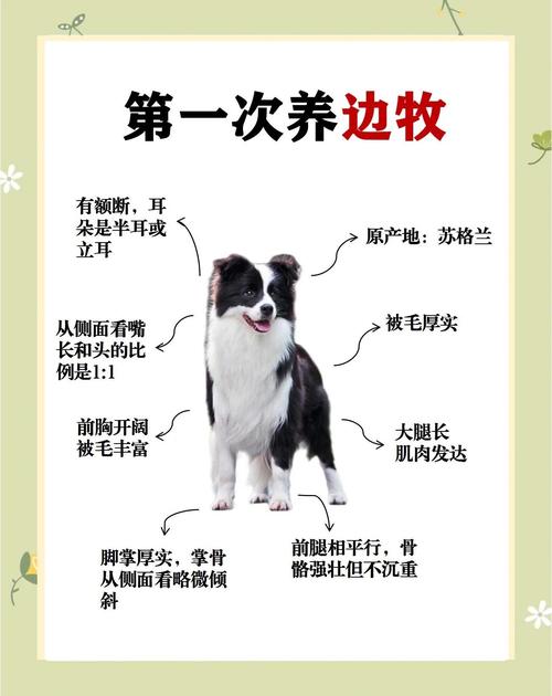 养一只边牧开销大吗（边境牧羊犬月养成本与血统差异）