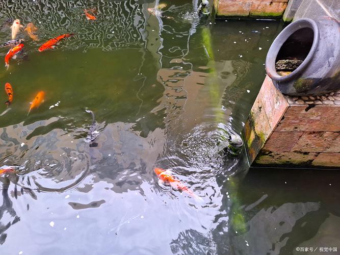 鱼塘有鱼可以撒生石灰吗(分区控量少量多次) 鱼塘有鱼可以撒生石灰吗(分区控量少量多次)