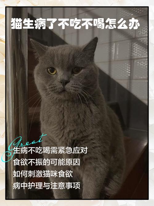 猫咪三天不吃不喝会死吗（猫拒食三天风险由年龄体重决定需就医）