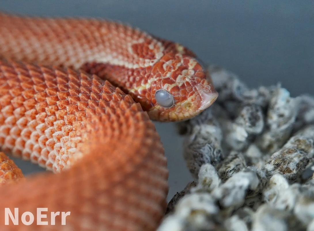 猪鼻蛇吃蟋蟀吗(补充食物喂食频率与喂养要点) 猪鼻蛇吃蟋蟀吗(补充食物喂食频率与喂养要点)