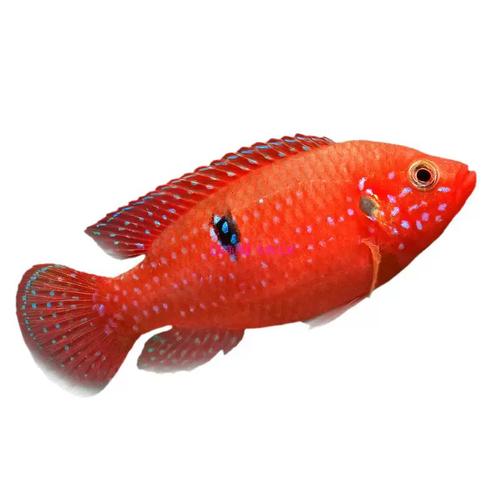 红宝石鱼是冷水鱼还是热带鱼（温度二十四到二十八度，pH六到七，混养繁殖）