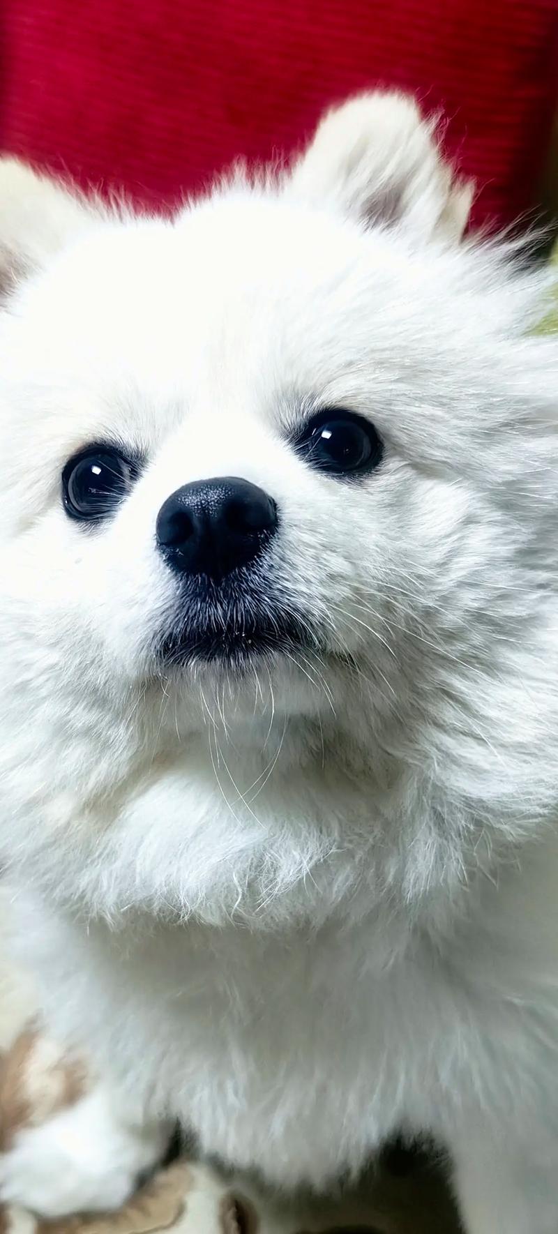 成年银狐犬体重多少（BCS4-52-3餐，定期体检）