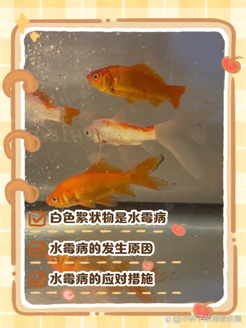 鱼身上出现白色絮状物怎么办（分源用药控水控温隔离预防）