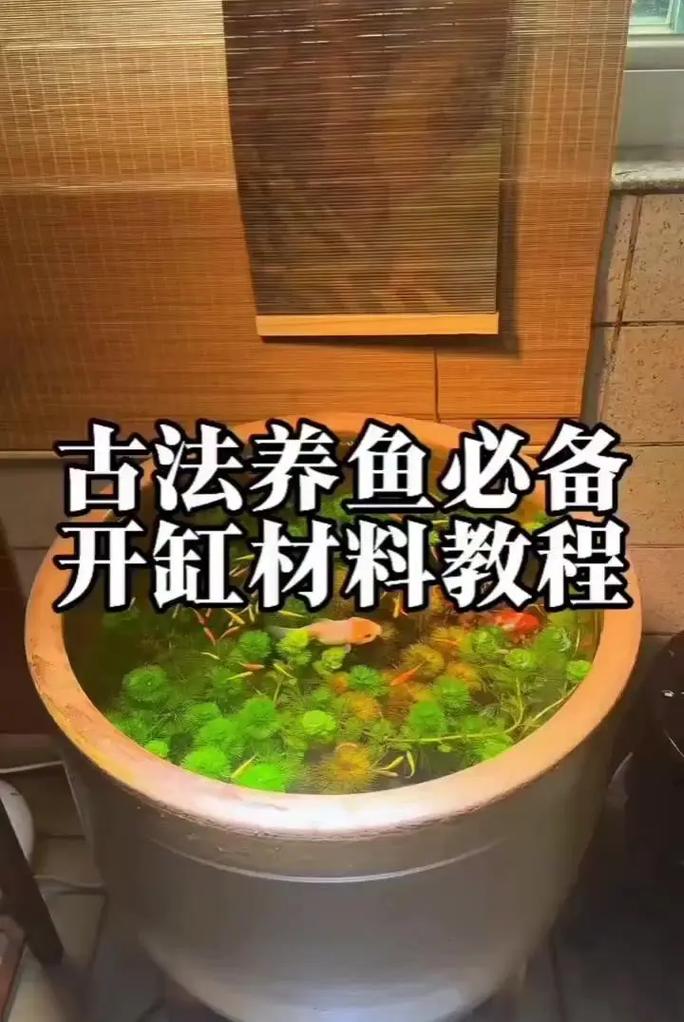 老式水缸养鱼正确方法（简易生态水色清亮慢生活）