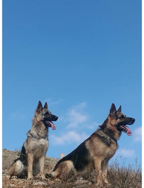 边牧与德牧后代图片（边牧德牧混血犬养育要点与常见挑战）