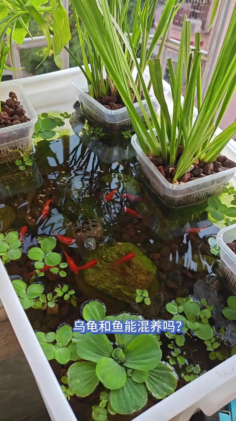 水龟可以和鱼一起养吗（品种水质缸深与分缸）