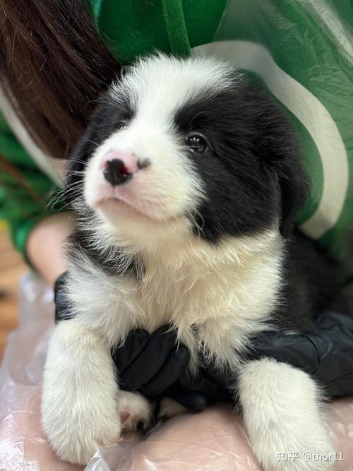 边牧和德牧哪个智商高（谁更聪明？家庭训练要点）