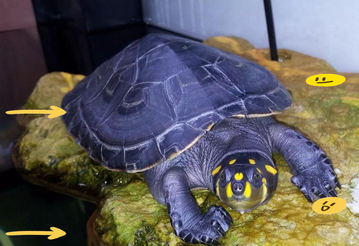 黄头侧颈龟吃小鱼吗（幼体高蛋白成龟素食）