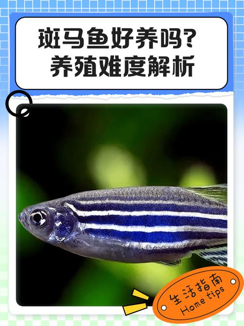 1cm的斑马鱼能吃煮熟的米吗(斑马鱼米饭仅作零食,别当主粮,控量并注意水质)