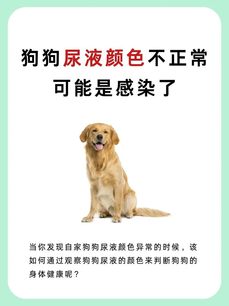 狗尿能鉴定出dna吗(尿液DNA稳定性有限,嗅探犬能辅助筛查癌症但不可替代诊断)