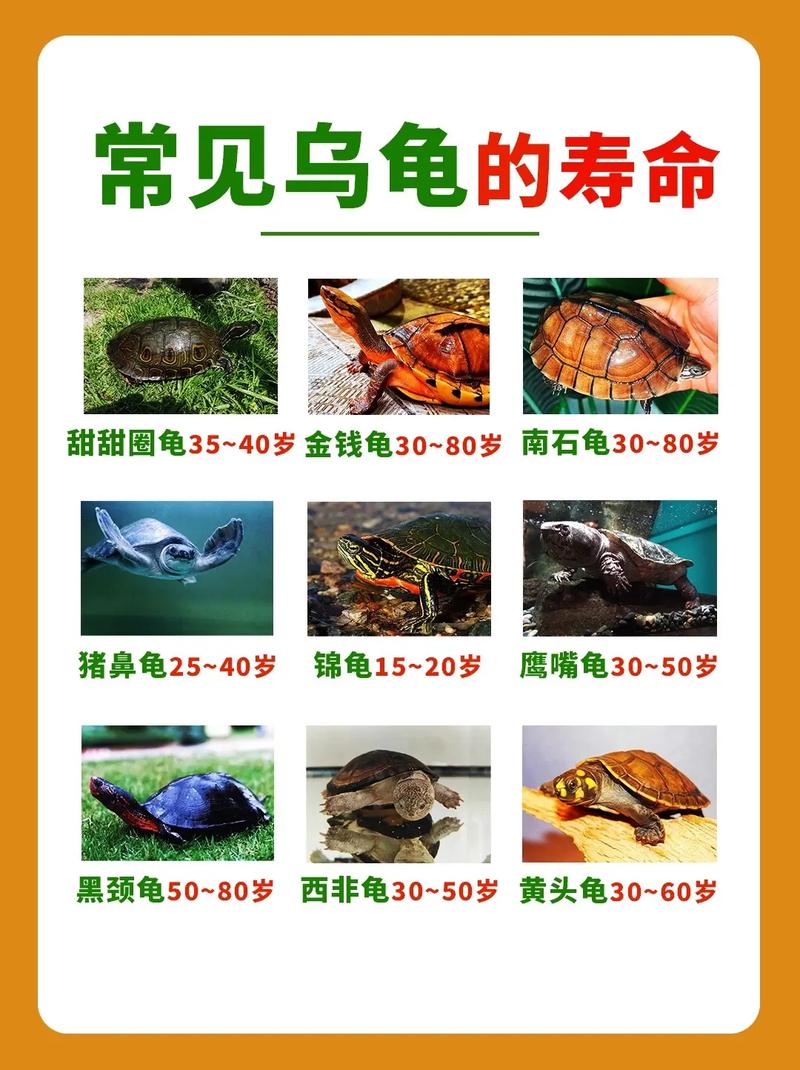 乌龟能活1000年吗(龟的寿命多在百到两百岁,千岁无证据)