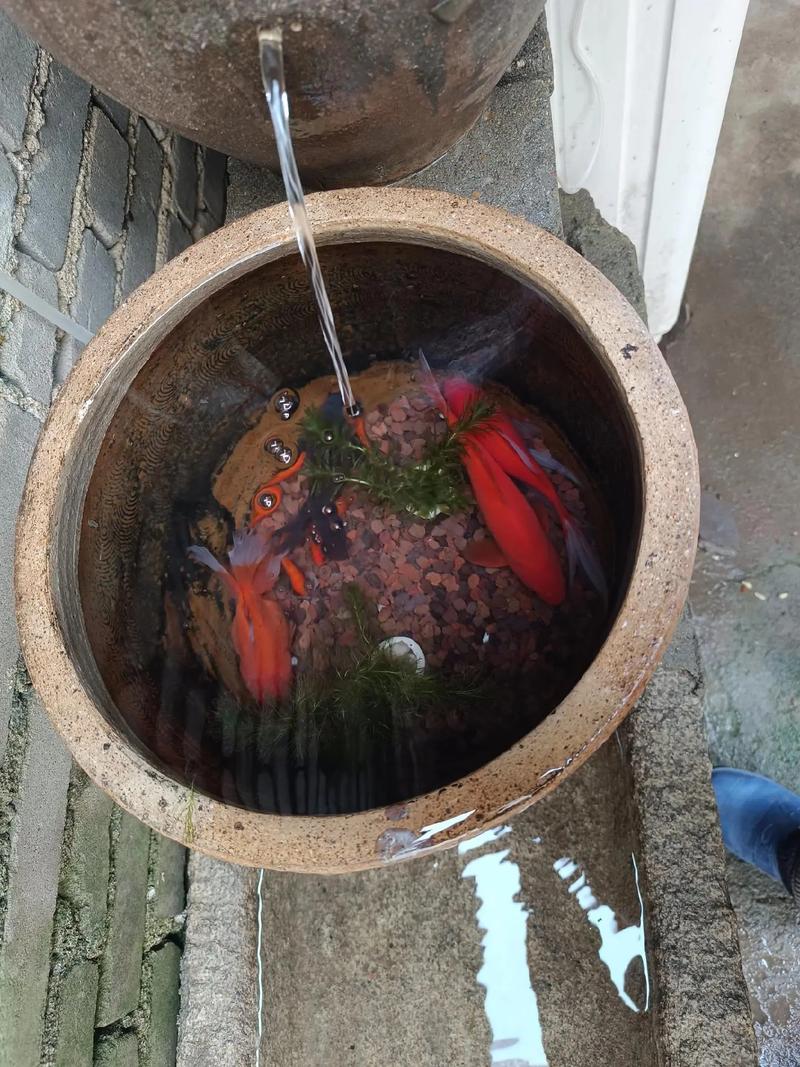 古法鱼缸 适合养的鱼（古法鱼缸养法低维护草金鱼青鳉冬保温避混养）