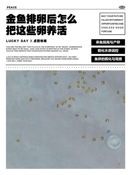 快递时鱼卵算不算活体(禁寄检疫资质包装) 快递时鱼卵算不算活体(禁寄检疫资质包装)