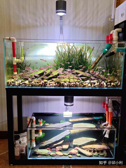 60鱼缸养几条鱼合适（少大鱼多小鱼如何搭配）