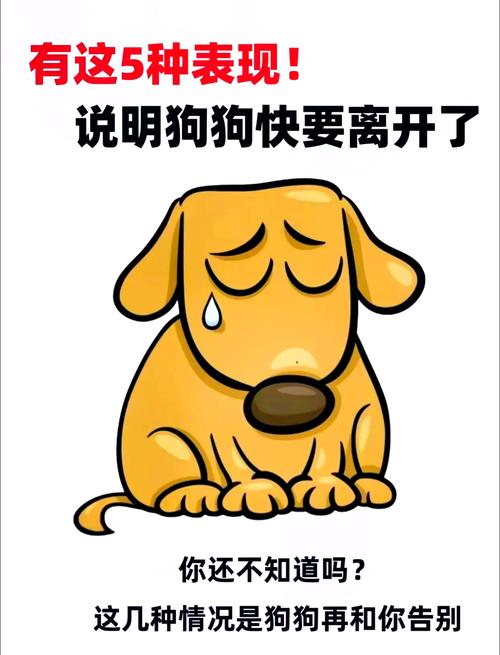 狗狗临死前的15个征兆(狗狗临终前的信号与温柔陪伴指南) 狗狗临死前的15个征兆(狗狗临终前的信号与温柔陪伴指南)