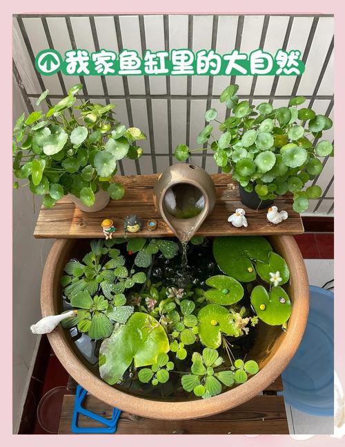 鱼缸养鱼的正确方法（新手养鱼要点大缸稳水与核心过滤）