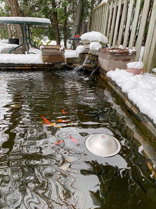 室外鱼池40厘米深可以过冬吗（锦鲤越冬深水越稳，保温增氧要点）