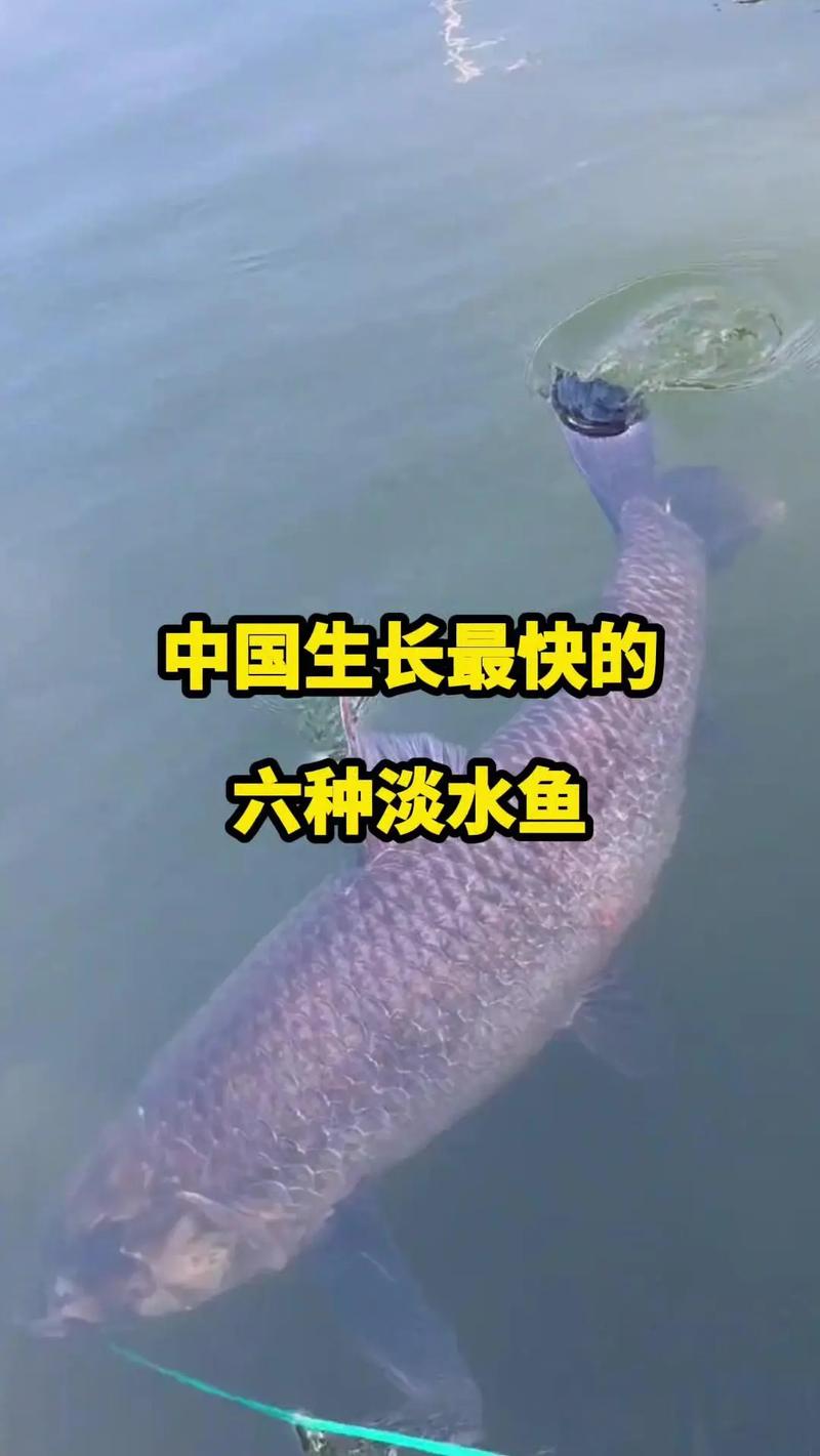 生长最快的十大淡水鱼（淡水鱼养殖要点六大代表鱼的成长与管理）