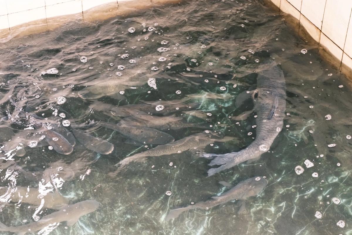 山泉水养鱼有发展前途吗（黎溪镇山泉养鱼冷链直达粤港澳大湾区）