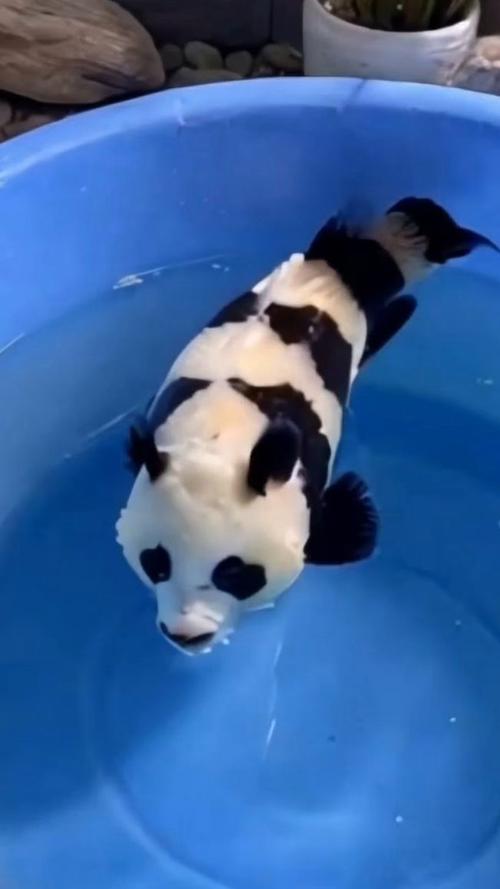 黑尾小熊猫鱼养护要点：稳水适量喂养分缸繁育