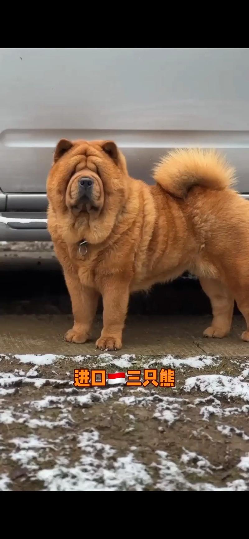 松狮为什么是禁养犬(松狮养护成本与风险全解析) 松狮为什么是禁养犬(松狮养护成本与风险全解析)