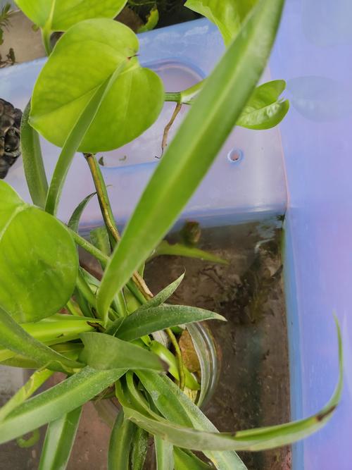 鱼缸为什么不建议养螺（热带缸螺密度过高的危害与控量要点）