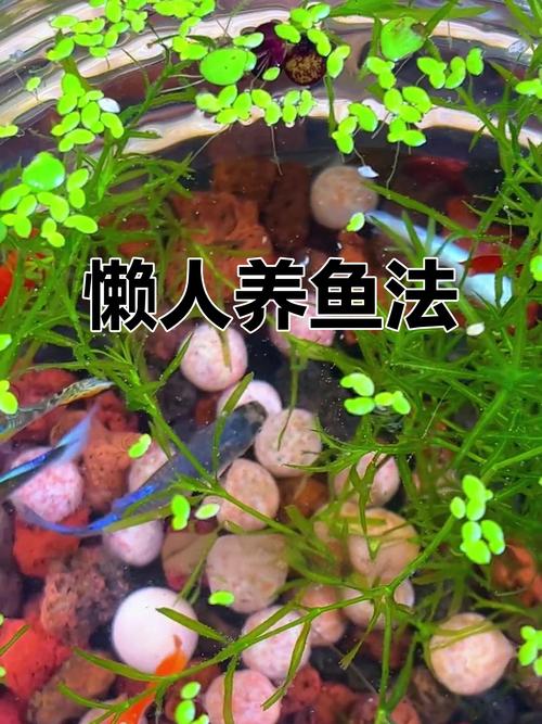 用矿泉水养鱼可以吗（鱼缸水质要对鱼别乱用矿泉水先做小缸试验再监测pH硬度溶氧）