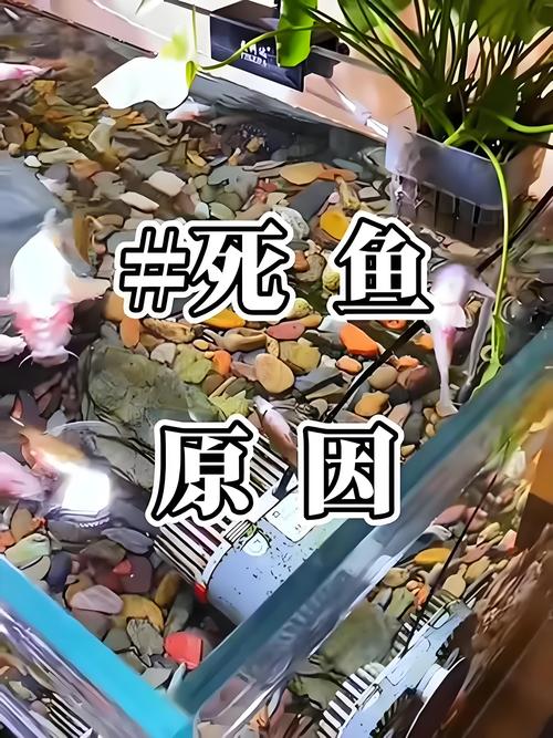 鱼缸老是死鱼咋回事（换水硝化控温隔离）