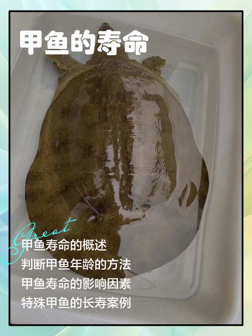 哪种鱼寿命最长（养鱼要点水质稳定与低密度促长寿）