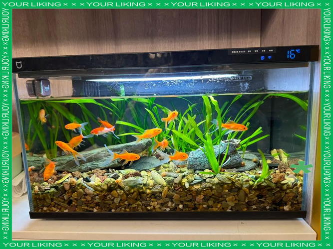 1米X1米鱼缸养什么鱼好（1米缸新手养鱼要点小型热带鱼混养与水质管理）