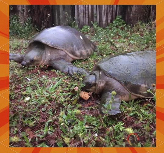 野外猪鼻龟寿命与养护要点及保护建议 野外猪鼻龟寿命与养护要点及保护建议