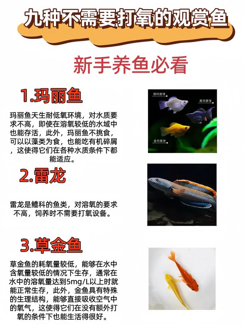 养鱼每天换水不打氧可以活吗（水族箱要不要开氧泵？看环境控密度和水草，重点是过滤与换水）