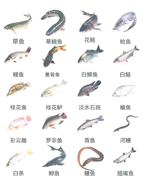 北方最耐养的10种鱼（北方冬日冷水缸养鱼指南耐寒品种与混养要点）