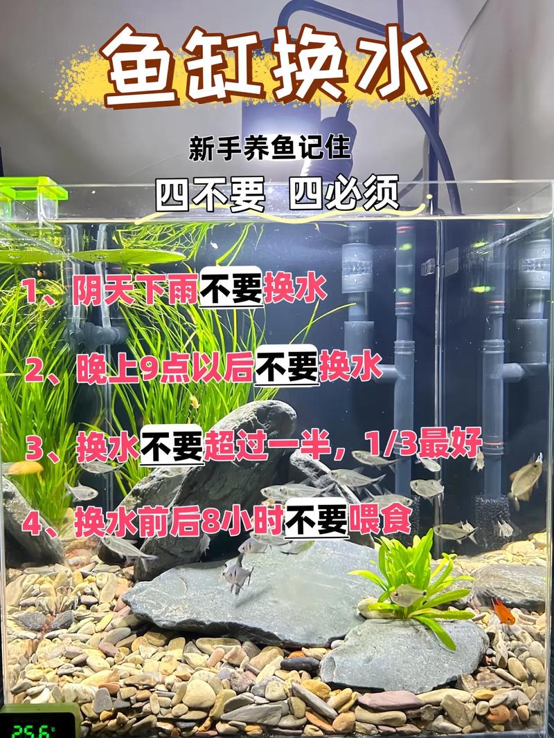 自来水养鱼的正确方法(自来水去氯三招与新缸养鱼要点) 自来水养鱼的正确方法(自来水去氯三招与新缸养鱼要点)