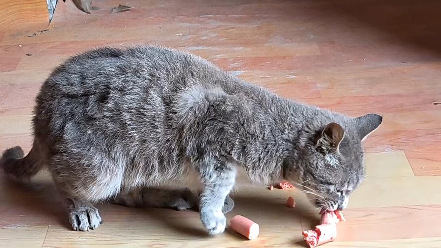 小猫能吃火腿肠吗（猫咪不能吃火腿肠？原因危害与安全替代喂养）