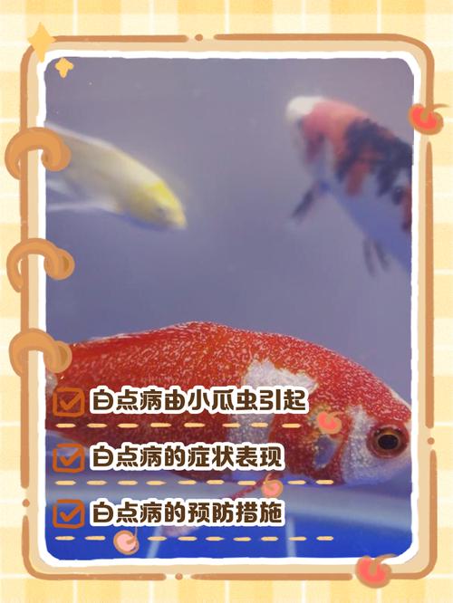 鱼身上白白的一层是怎么回事(水霉白点病的隔离升温与药浴)