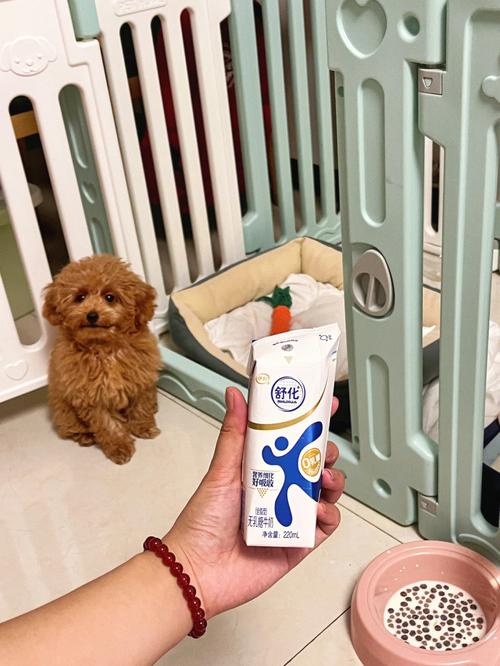 泰迪犬可以吃纯牛奶（禁牛奶，选低乳糖奶粉，规律喂养与疫苗驱虫）