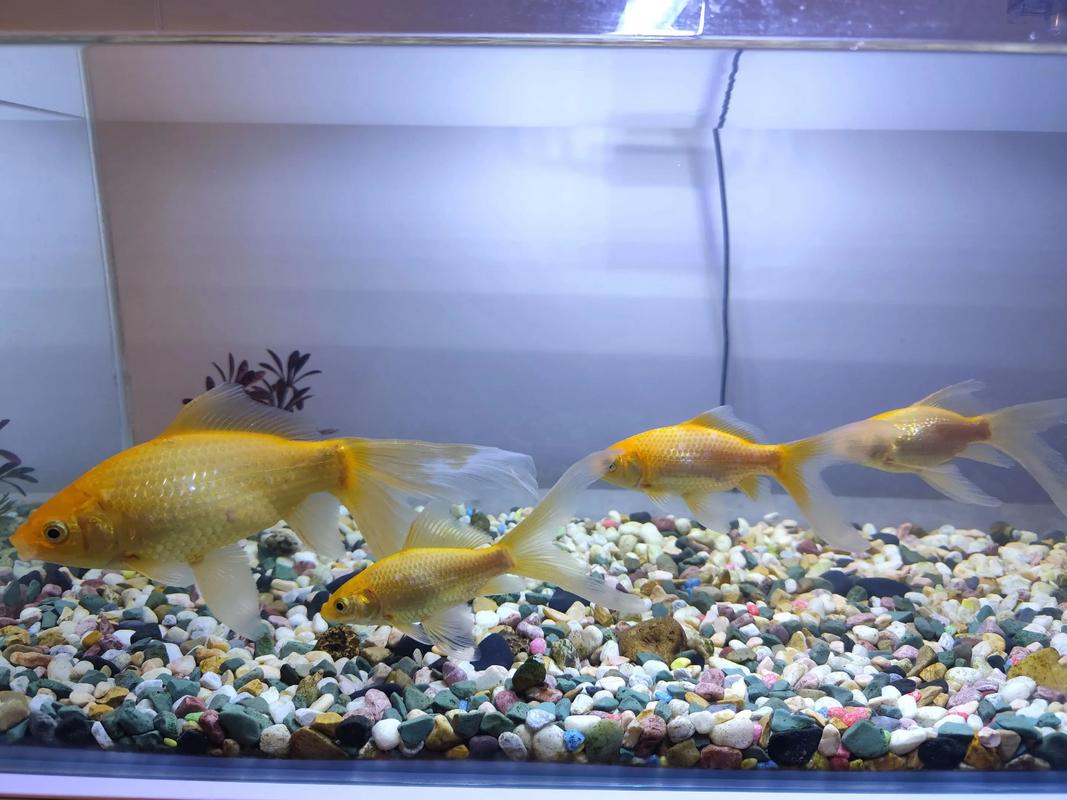 十厘米水深养金鱼（浅缸养蝶尾金鱼也能活泼美丽水质控温才关键）