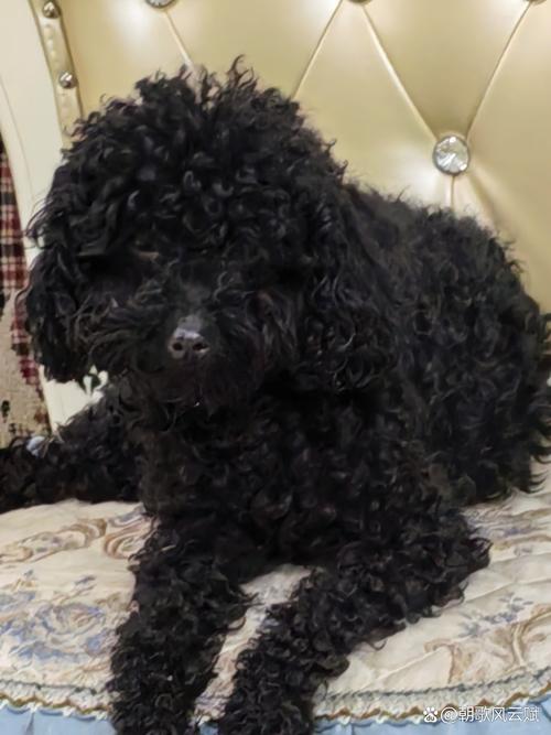 黑色泰迪犬怎么看纯不纯(黑色泰迪纯种判定指南实用清单核对四五项) 黑色泰迪犬怎么看纯不纯(黑色泰迪纯种判定指南实用清单核对四五项)