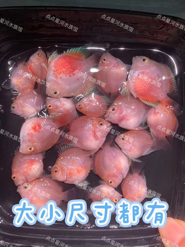 迷你鹦鹉鱼胭脂粉(胭脂粉迷你鹦鹉鱼繁育要点与颜色变化)