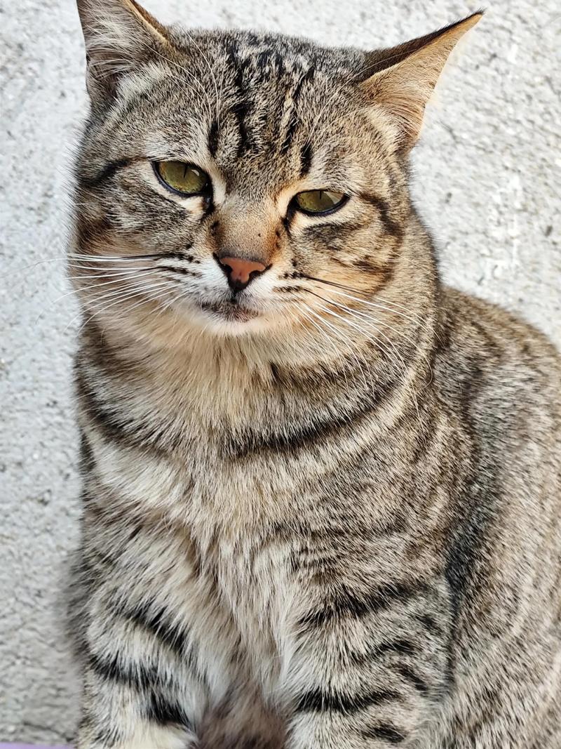 狸花猫为什么喜欢蹭人（狸花猫蹭人是信任与气味标记，照顾要点）