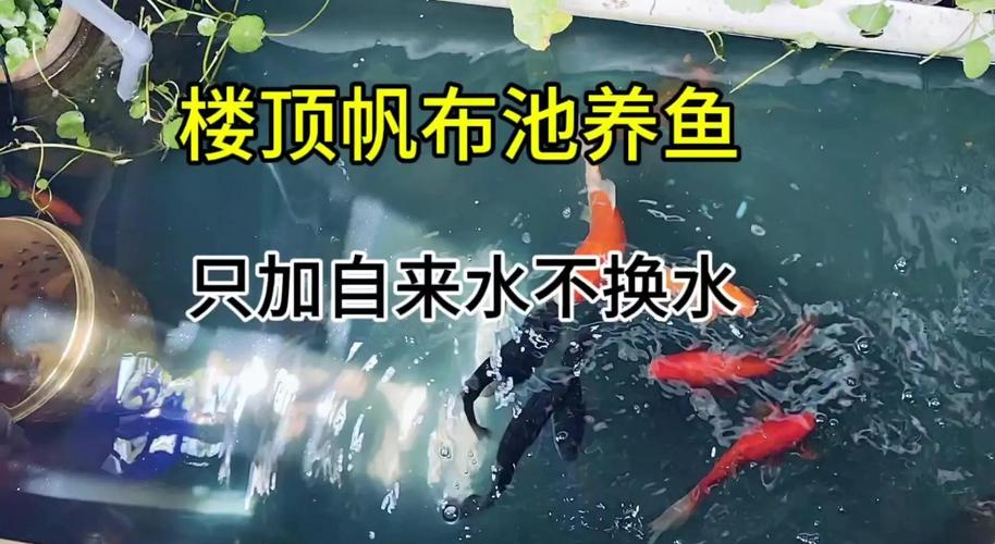 1米深水养鱼最佳方法(一米深水塘养经济鱼与观赏鱼的实用要点) 1米深水养鱼最佳方法(一米深水塘养经济鱼与观赏鱼的实用要点)