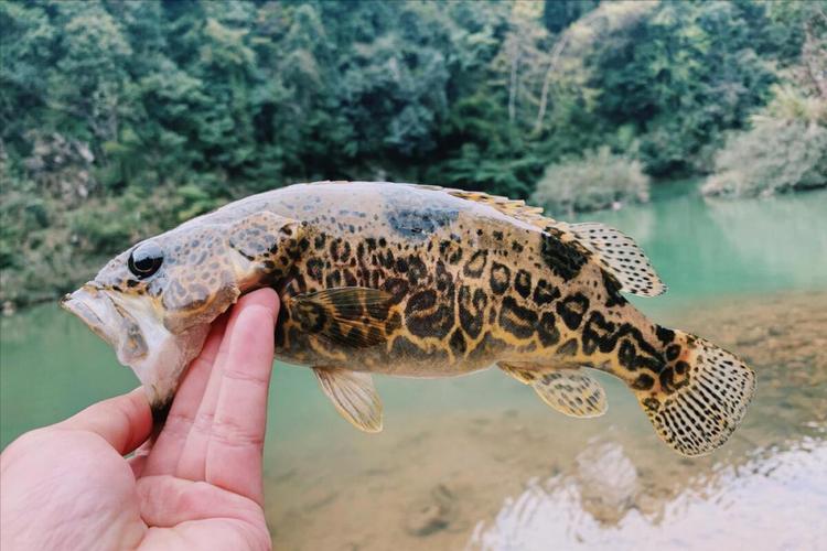 中国十大肉食淡水鱼(栖息地肉质烹饪与长江黄河分布与保护)